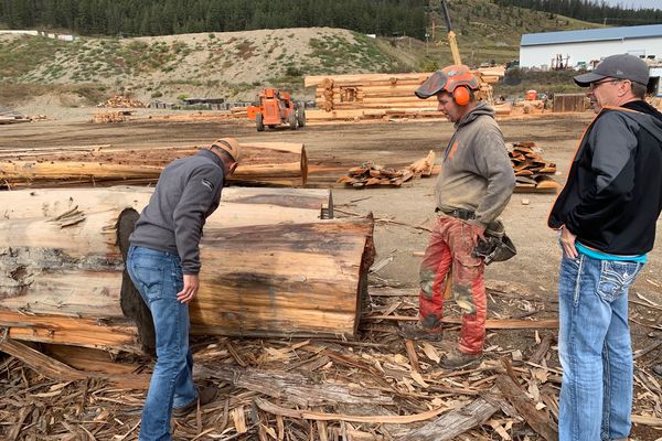 Peachland-Timber-Frame-British-Columbia-Canadian-Timberframes-Production-Log-Selection